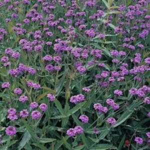 Verbena rigida Venosa - Kékvirágú vasfű