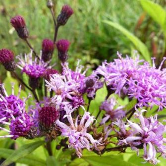 Vernónia (Vernonia)