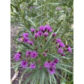 Vernónia (Vernonia)
