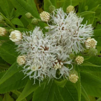 Vernónia (Vernonia)