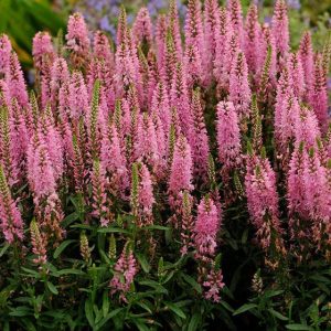 Veronica spicata Giles Van Hees - Macskafarkú veronika