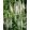 Veronica longifolia Alba - Hosszúlevelű veronika