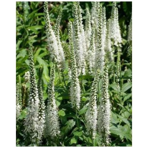 Veronica longifolia Alba - Hosszúlevelű veronika