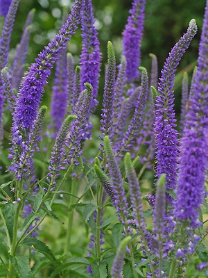 Veronica Longifolia Blue John Hossz Level Ver