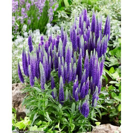 Veronica spicata Royal Candles Glory - Macskafarkú veronika