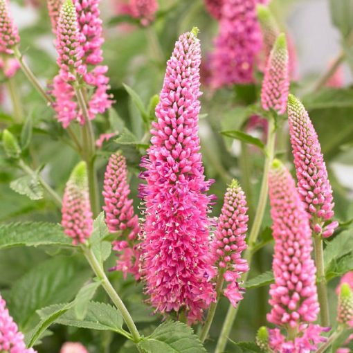 Veronica spicata First Love - Macskafarkú veronika