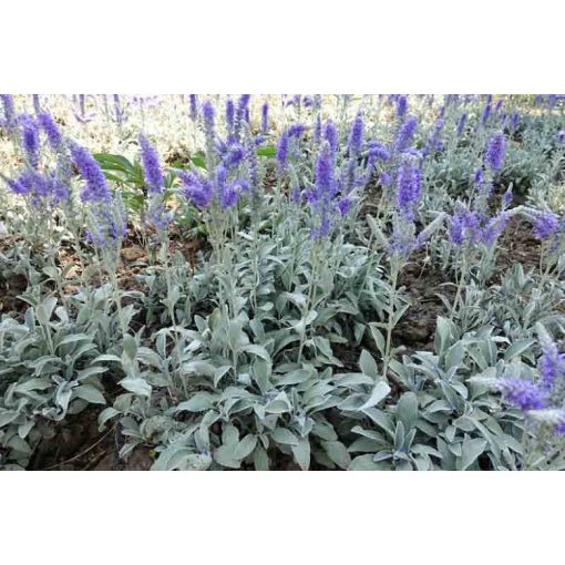 Veronica spicata ssp. incana - Macskafarkú veronika