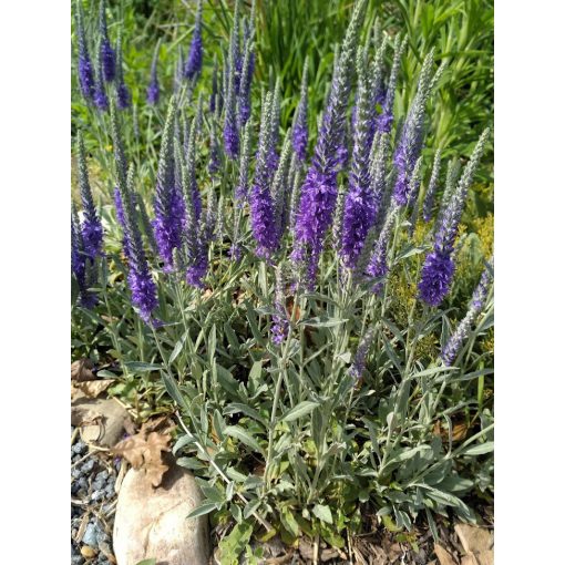 Veronica spicata ssp. incana Silbersee - Macskafarkú veronika