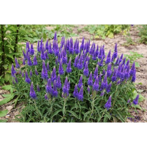 Veronica spicata Romiley Purple - Macskafarkú veronika