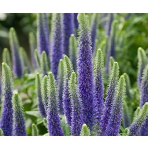Veronica spicata Sunny Border Blue - Macskafarkú veronika