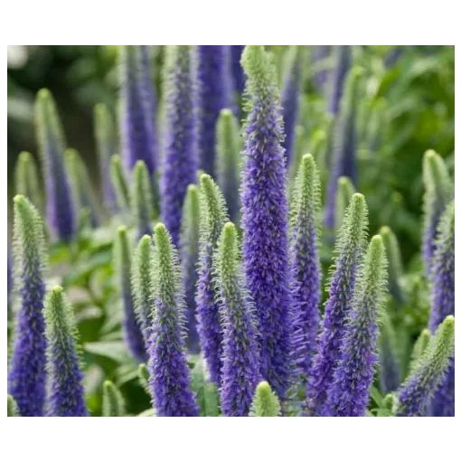 Veronica spicata Sunny Border Blue - Macskafarkú veronika