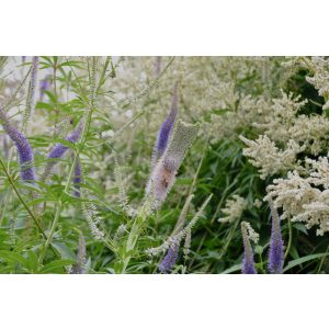 Veronicastrum virginicum - Virginiai veronika