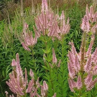 Virginiai veronika (Veronicastrum)