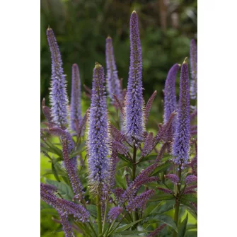Virginiai veronika (Veronicastrum)