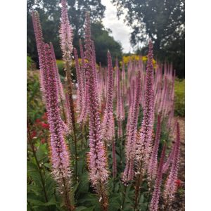 Veronicastrum virginicum Erica - Virginiai veronika