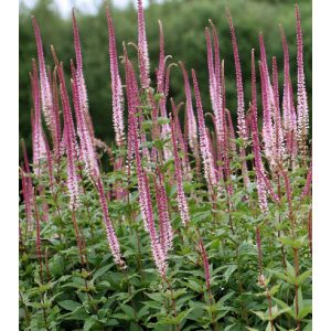 Veronicastrum virginicum Kleine Erica - Virginiai veronika