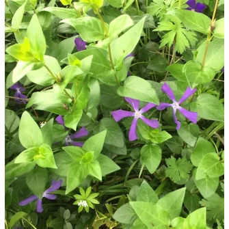 Meténg (Vinca)