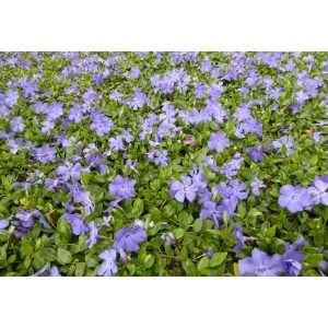 Vinca minor Anna - Kis meténg