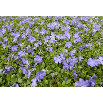 Meténg (Vinca)