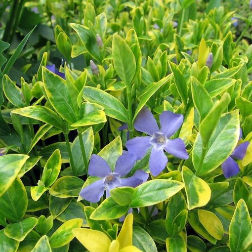 Vinca minor Aureovariegata - Kis meténg