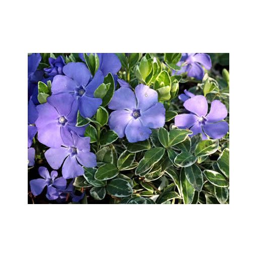 Vinca minor Ralph Shugart - Kis meténg