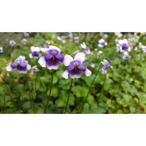 Viola hederacea - Ibolya