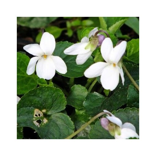 Viola odorata Alba - Ibolya
