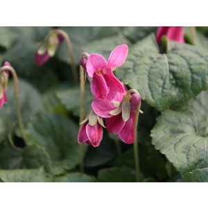 Viola odorata Miracle Classy Pink - Ibolya