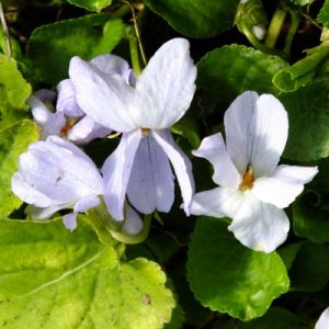 Viola odorata Reine des Neiges - Ibolya