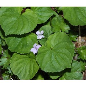 Viola palustris - Ibolya