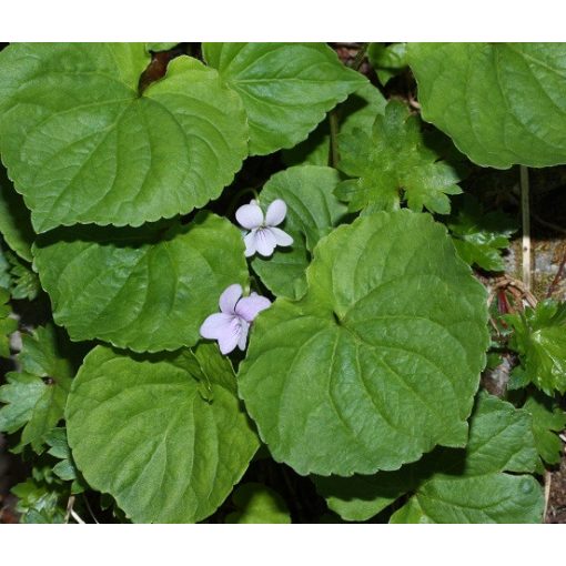 Viola palustris - Ibolya