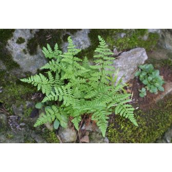 Szirtipáfrány (Woodsia)