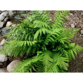 Láncpáfrány (Woodwardia)