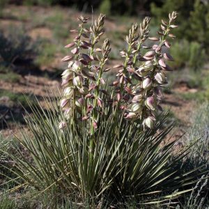 Yucca baccata - Bogyós pálmaliliom