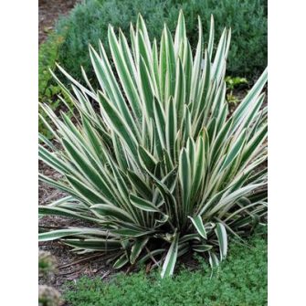 Pálmaliliom (Yucca)