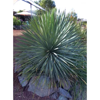 Pálmaliliom (Yucca)