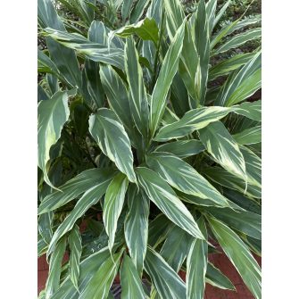 Gyömbér (Zingiber)