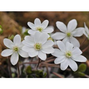 Hepatica nobilis Sanssouci - Májvirág