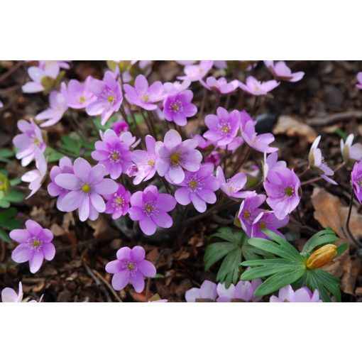 Hepatica nobilis Rosita - Májvirág