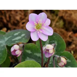 Hepatica pyrenaica Pyrenean Miracle - Májvirág
