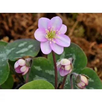 Májvirág (Hepatica)