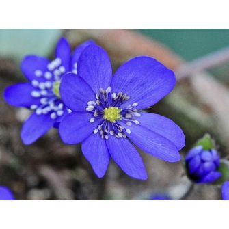 Májvirág (Hepatica)