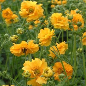 Geum coccineum Goldball - Gyömbérgyökér