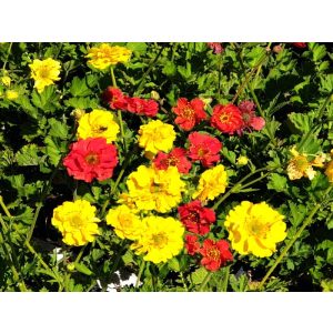 Geum Mix - Gyömbérgyökér