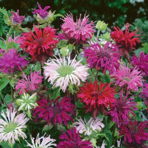 Monarda Mix - Méhbalzsam