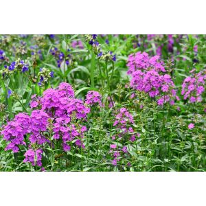 Phlox maculata - Réti lángvirág