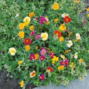 Helianthemum Mix - Napvirág