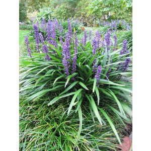 Liriope muscarimi Big Blue - Gyöngyikés gyepliliom