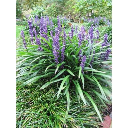 Liriope muscarimi Big Blue - Gyöngyikés gyepliliom