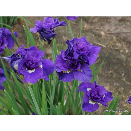 Iris sibirica Double Standard - Szibériai írisz